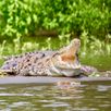 Krokodillen Costa Rica